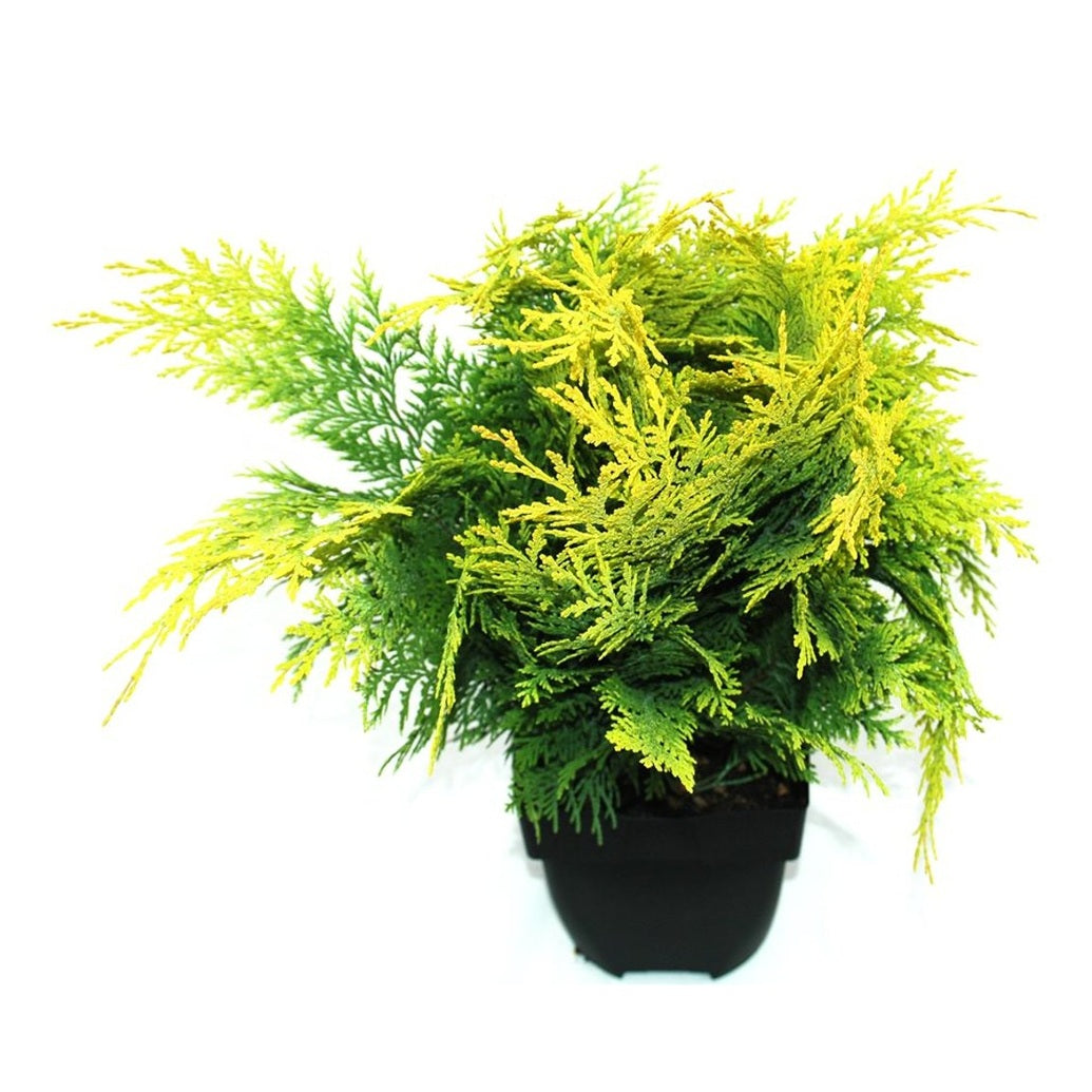 Ädelcypress – Chamaecyparis lawsoniana 'Stardust' - C2